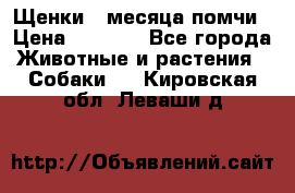 Щенки 4 месяца-помчи › Цена ­ 5 000 - Все города Животные и растения » Собаки   . Кировская обл.,Леваши д.